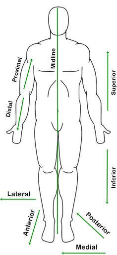 the human body is shown with different parts labeled in green and white, as well as lines