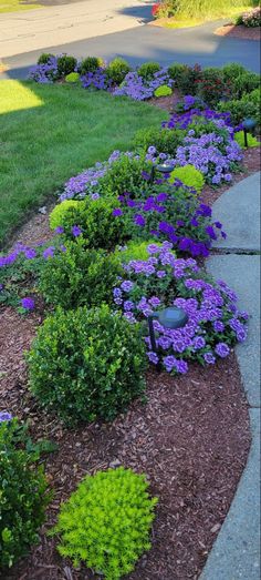 purple flowers are growing in the garden next to green grass and bushes, along side a sidewalk