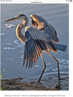 two large birds standing next to each other near the water's edge with their wings spread out