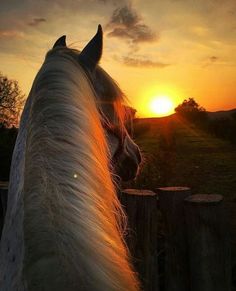 a white horse standing on top of a lush green field next to a forest at sunset