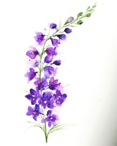 watercolor painting of purple flowers on white background