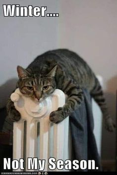 a cat sitting on top of a radiator with caption saying winter not my season