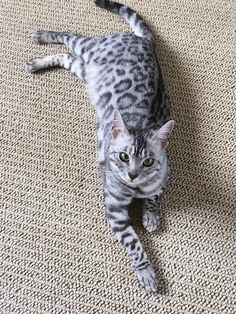 a gray and black cat laying on top of a carpet