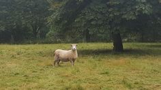 a sheep standing in the middle of a grassy field next to a large green tree