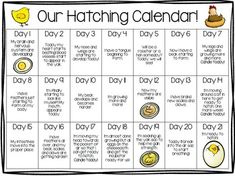 a printable calendar with the words our hatching calendar written in white and yellow