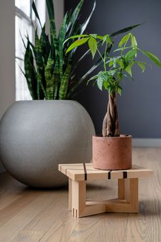 a potted plant sitting on top of a wooden table