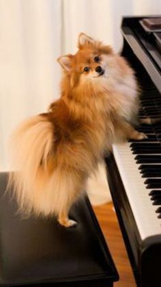 a small dog sitting on top of a piano