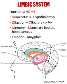 the limbic system is labeled in this diagram