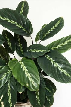 a potted plant with green and white leaves