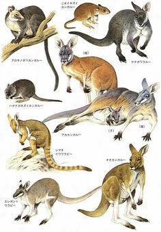 various types of kangaroos are shown in this illustration