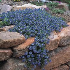 blue flowers are growing out of the rocks