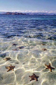 several starfish are swimming in shallow water near the shore line, with mountains in the distance