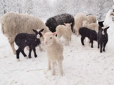 a herd of sheep standing on top of snow covered ground