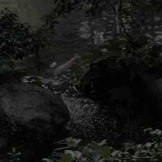 a stream in the woods with rocks and trees around it at night, lit by lanterns