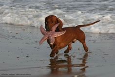 a dog running on the beach with a starfish in its mouth