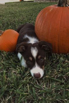 a black and white dog laying in the grass next to two pumpkins