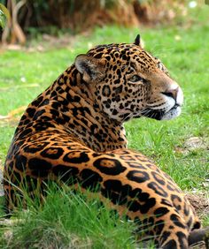 a large leopard laying on top of a lush green field