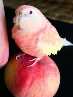 a bird sitting on top of an apple next to a pink nail varnishing