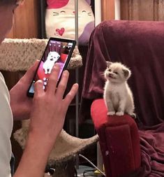 a person holding a cell phone with a small dog on the screen and a cat sitting on top of it