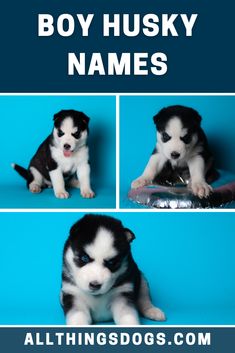 three pictures of two puppies sitting next to each other with the words boy husky names above them