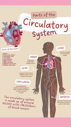 Medical - medical heart - viens -  body - body anatomy - artery’s - wallpaper - Lock Screen - background Heart Blood Circulation, Heart Anatomy Notes, Blood Anatomy And Physiology, Blood Circulation System, Circulatory System Projects, Blood Vessels Anatomy, Human Circulatory System, The Circulatory System, Nursing School Essential