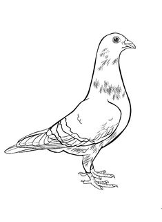 a black and white drawing of a pigeon