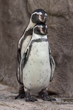 two penguins are standing next to each other