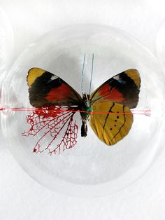 a yellow and black butterfly sitting on top of a glass ball with red streaks around it