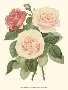 three pink roses with green leaves on a white background