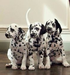 three dalmatian puppies are sitting on the floor and one is looking at the camera