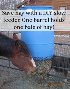 a horse is eating hay out of a blue barrel