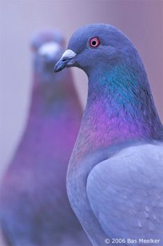 two pigeons are standing next to each other