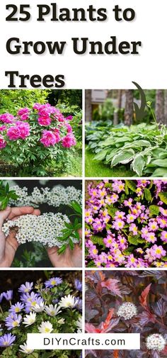 25 plants to grow under trees