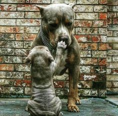 two dogs playing with each other in front of a brick wall, one is biting the other's paw