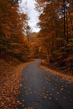 a path in the middle of a park with trees and leaves on both sides that are turning colors