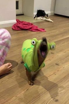 a small dog wearing a green shirt on top of a wooden floor with it's mouth open