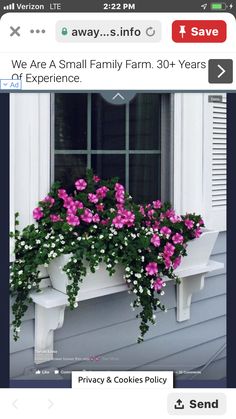 pink and white flowers in a window box