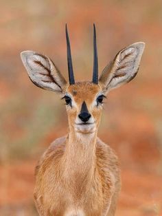 an antelope with long horns standing in the dirt