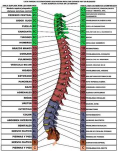 dolores de espalda  http://www.formarse.com.ar/salud/Las_emociones_causantes_de_los_dolores_de_espalda.html Hata Yoga, Medicine Notes, Medicine Studies, Spine Health, Body Anatomy, Anatomy And Physiology