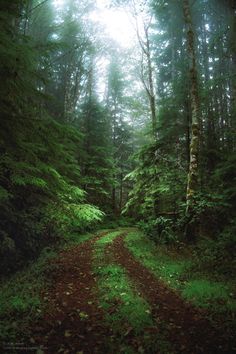 a dirt road in the middle of a forest