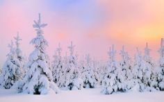 snow covered trees in the foreground with a pink sky in the backround