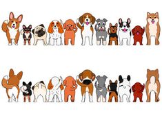 a group of dogs with different colors and sizes, all standing in the same row