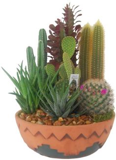 a potted plant with many different types of plants in it