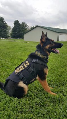 a german shepard dog wearing a police k9 vest sitting on the grass in front of a building