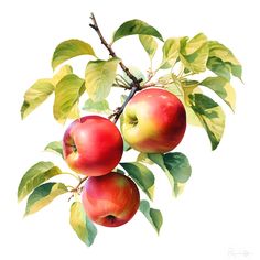 an apple tree branch with three apples hanging from it's branches and green leaves