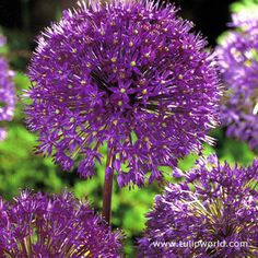 purple flowers are blooming in the garden