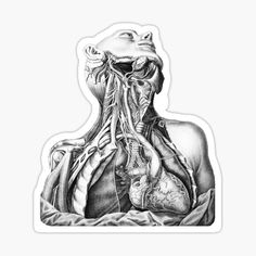 a drawing of the human body and its external organs in black and white sticker