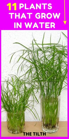 two glass vases filled with green grass on top of a wooden table