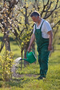 an older man watering his garden with a green watering can - stock photo - images