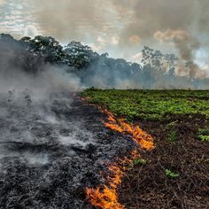 The Amazon Rainforest produces more than 20% of the world’s oxygen and its been burning for the past 3 weeks. It’s our responsibility to help to save our planet. Amazon Deforestation, Amazon Forest, Forest Poster, Ronaldo Cristiano, In Flames, Montage Photo, Voyage Europe, Cabin In The Woods, Amazon Rainforest